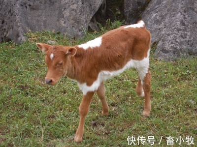 小牛犊拉稀怎么治疗