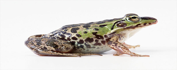 海鲜过敏可以吃牛蛙吗,高蛋白过敏可以吃牛蛙吗