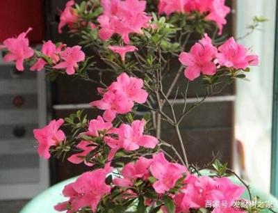杜鹃花能放卧室吗