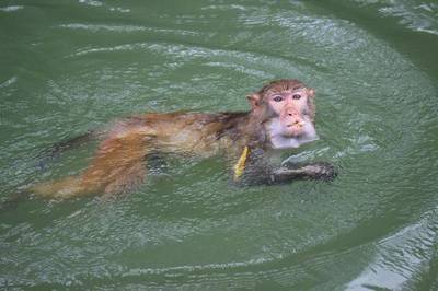 猴子会不会游泳