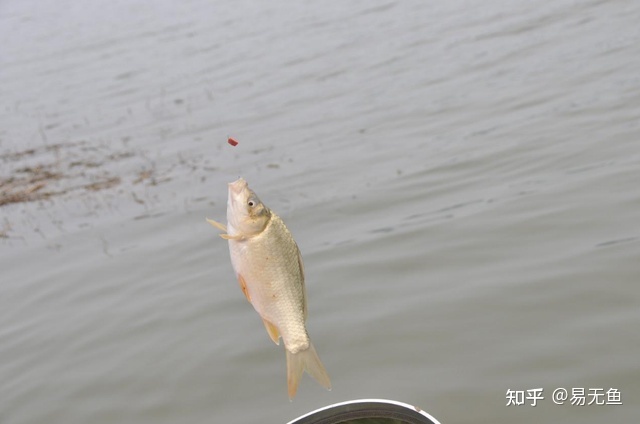 龍魚什么價(jià)位：龍魚的價(jià)格區(qū)間通常是多少，如何區(qū)分一個(gè)龍魚是普通還是稀有品種 水族問答 第2張