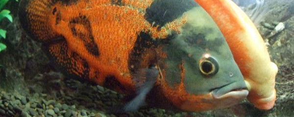 the <strong><mark>arowana</mark></strong> villaWhat about such water？
