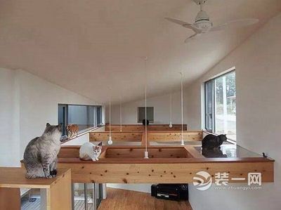 猫舍装修