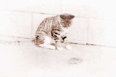 孕妇梦见被猫抓