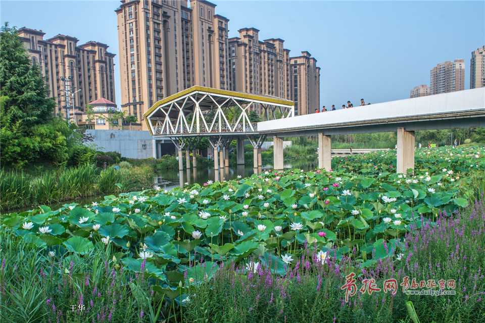 青岛李村河公园