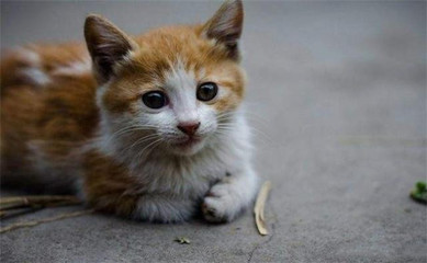 2个月的小猫吃什么