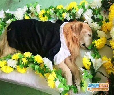 宠物殡葬需要什么手续