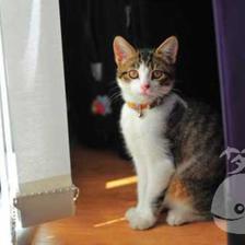梦见一只怀孕的猫