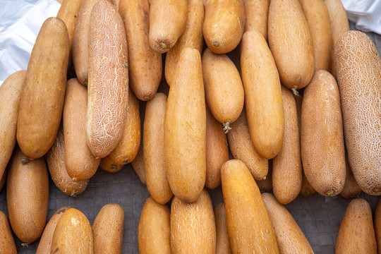 老黄瓜种是什么