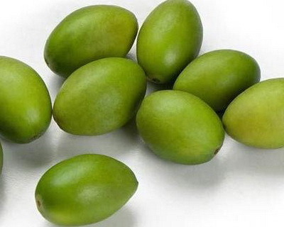 橄榄治咳嗽吗
