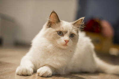 养猫知识布偶猫