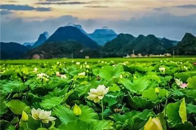 普者黑在哪里市县景区