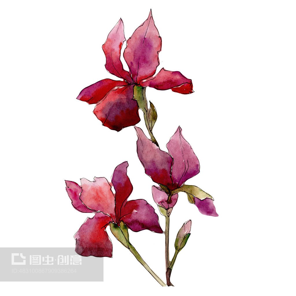 佚名 花卉圖 手绘花卉png图片免费下载-素材7SxkPaqag-新图网