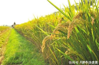 孕妇梦见麦穗