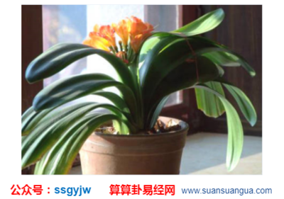 植物突然开花预兆风水
