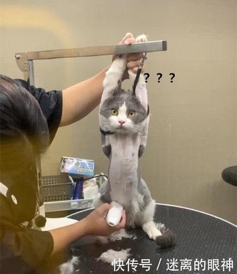 猫美容造型
