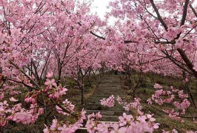 福建哪里可以看樱花