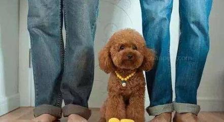 孕妇可以接触宠物吗