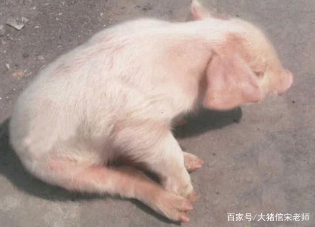 仔猪伪狂犬怎么治疗