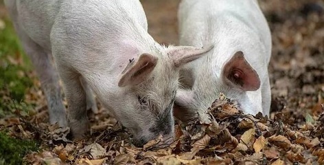 伪狂犬怎么治疗