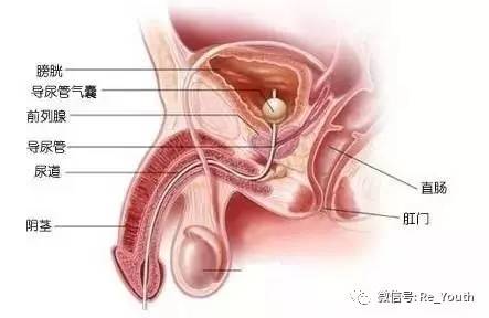 前列腺肥大是怎么回事