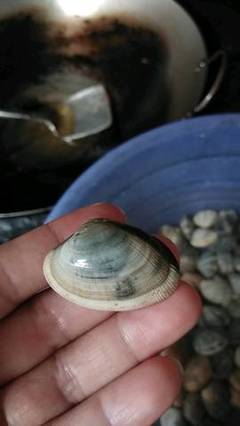 怀孕能吃贝壳吗
