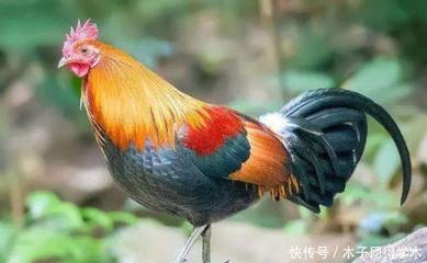 秋天是什么生肖