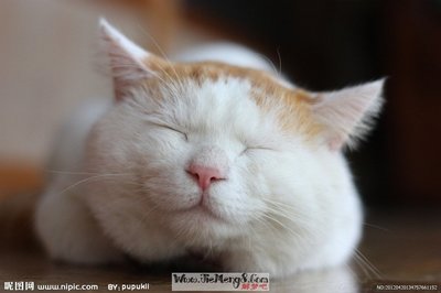 做梦梦到猫妖