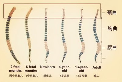 4个月宝宝发育标准表
