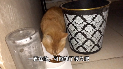 做梦梦到流浪猫