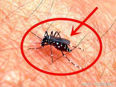 家里如何灭蚊