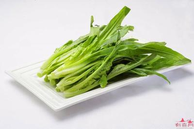 孕妇可以吃油麦菜