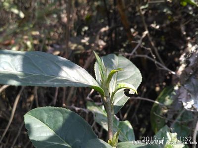 多穗石柯甜茶的功效