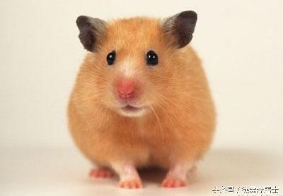 属狗的跟属鼠的合不合