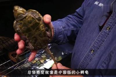 龟代表什么生肖