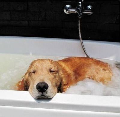 给金毛狗洗澡的问题,用冷水给狗洗澡怎么样?