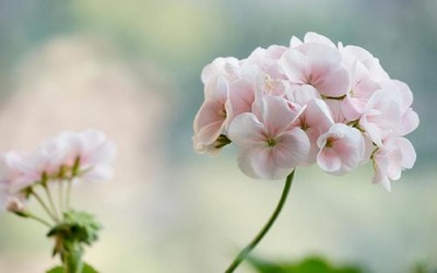 孕妇梦见鲜花