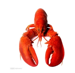 做梦梦见虾