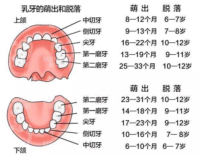 宝宝乳牙生长顺序错了
