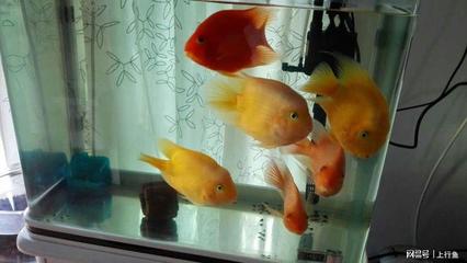 南寧市草軒閣水族用品店（南寧市草軒閣水族用品店地址） 水族用品