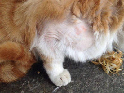 人长猫癣怎么治疗