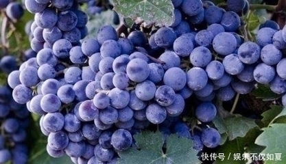 咳嗽可以吃葡萄