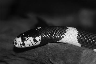 孕妇梦见打死一条黑蛇