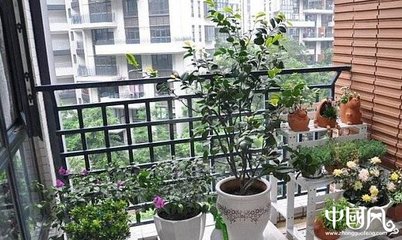 阳台上适合种什么植物