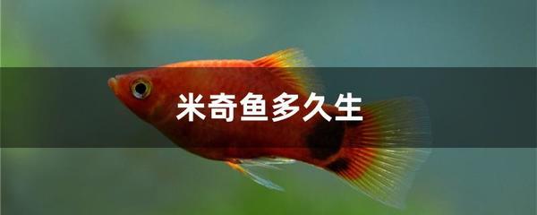 给鱼取名字