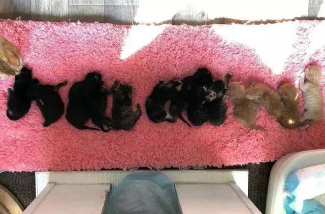 为什么养猫不容易怀孕