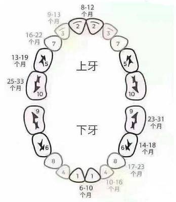 小孩几个月开始长牙齿