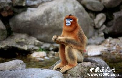 属猴的幸运物是什么