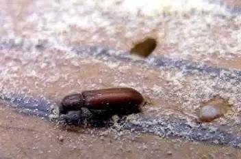 木地板虫子用什么杀死