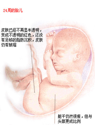 孕21周胎儿发育情况